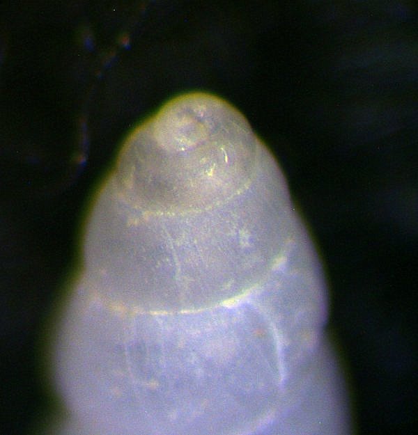 Odostomia da determinare